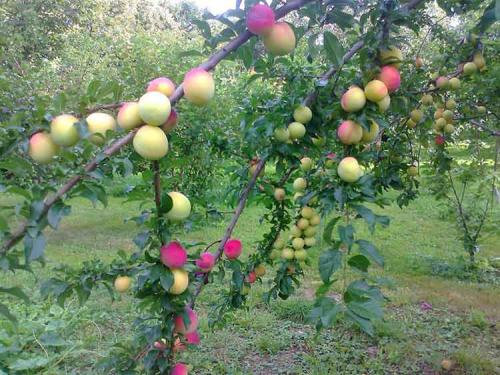 Яблоня ранняя сладкая. Ранние сорта яблок для Подмосковья