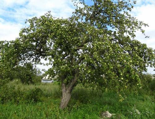 Яблоня ранняя сладкая. Ранние сорта яблок для Подмосковья