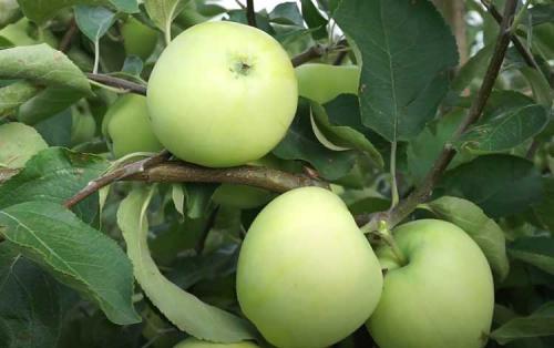 Яблоня ранняя сладкая. Ранние сорта яблок для Подмосковья