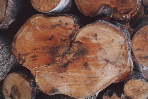 Какие вредители и болезни могут повредить растения, сеянные в августе-сентябре