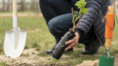 Как правильно составить календарь посевов и посадок на сентябрь. Лунный календарь огородника и садовода на сентябрь 2024