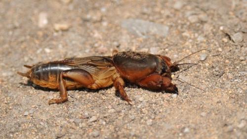Какие вредители могут повредить шпинат и укроп в сентябре. Какие бывают вредители укропа: фото и борьба с ними, заболевания и меры профилактики для защиты урожая