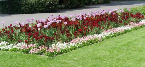 Какие растения лучше всего посадить в сентябре для зимостойкости