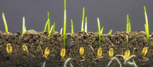 Сбор урожая и подготовка к новому сезону: что можно сеять в августе-сентябре 01 Сбор урожая и подготовка к новому сезону: что можно сеять в августе-сентябре 01