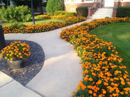 Какие растения можно посадить в сентябре для бордюров. Назначение цветов для бордюров