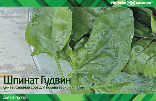 Какие вредители могут повредить шпинат и укроп в сентябре