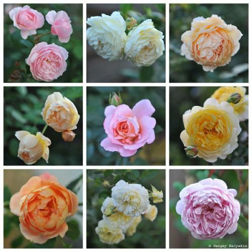 Мой сад в сентябре. Мой сад в середине сентября