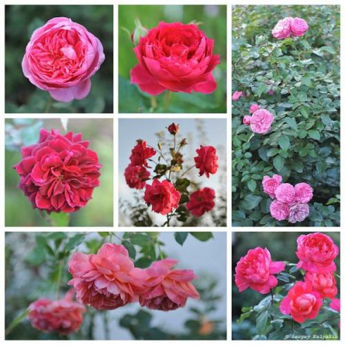 Мой сад в сентябре. Мой сад в середине сентября