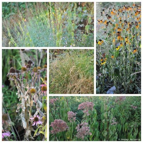 Мой сад в сентябре. Мой сад в середине сентября