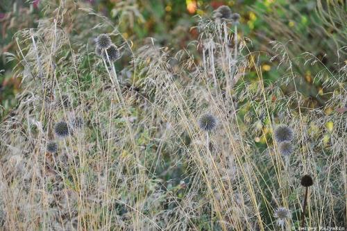 Мой сад в сентябре. Мой сад в середине сентября
