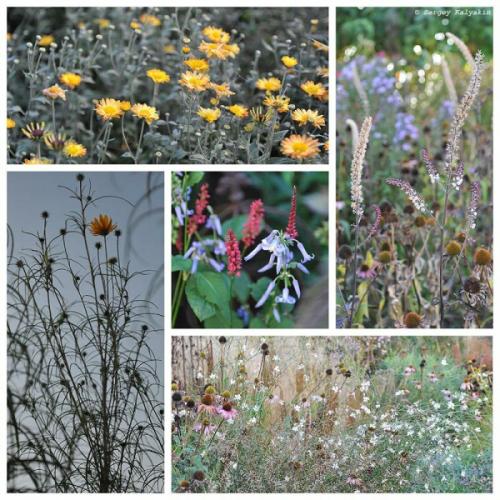 Мой сад в сентябре. Мой сад в середине сентября