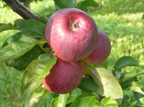 Красные яблоки сорт. Сорта красных яблок – каталог 2022 года: описание и фото