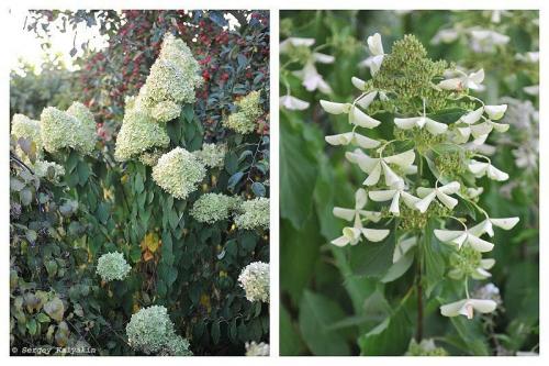 Мой сад в сентябре. Мой сад в середине сентября