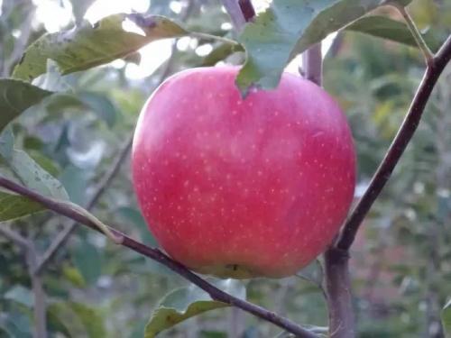Красные яблоки сорт. Сорта красных яблок – каталог 2022 года: описание и фото
