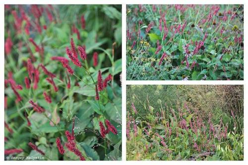 Мой сад в сентябре. Мой сад в середине сентября