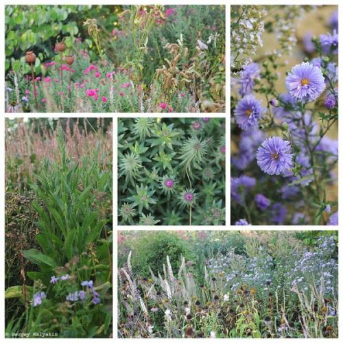 Мой сад в сентябре. Мой сад в середине сентября