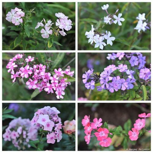 Мой сад в сентябре. Мой сад в середине сентября