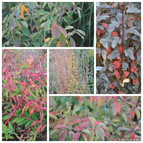 Мой сад в сентябре. Мой сад в середине сентября