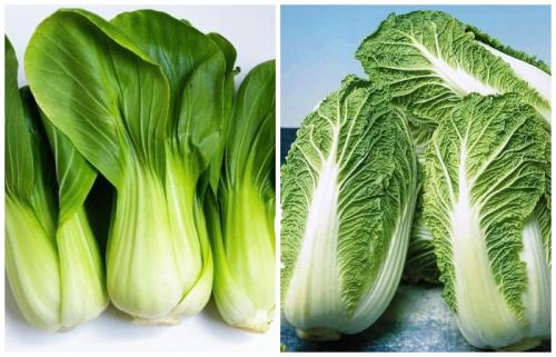 Какие овощи можно посадить в огороде в августе. Овощи и зелень