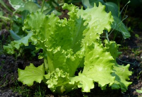 Какие овощи можно посадить в огороде в августе. Овощи и зелень