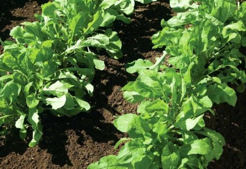 Какие овощи можно посадить в огороде в августе. Овощи и зелень