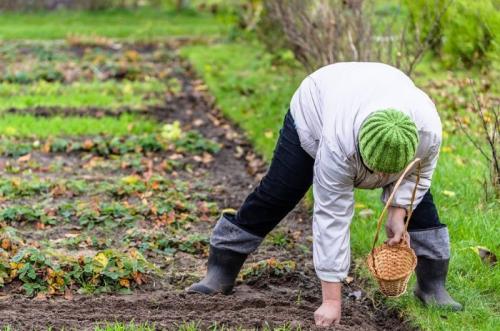 Какие овощи можно посадить в огороде в августе. Овощи и зелень