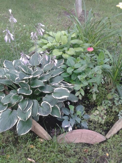 Правила выбора многолетников