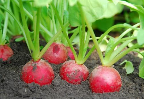 Какие овощи можно посадить в огороде в августе. Овощи и зелень