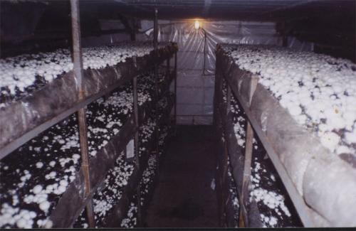 Какие условия нужны шампиньонам для хорошего роста. Выбор помещения