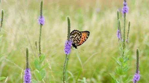 Воспользуйтесь сентябрьским временем для посадки: лучшие растения для вашего сада 06