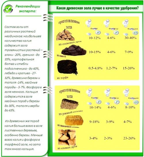 Зола в теплице. В чем ценность золы?