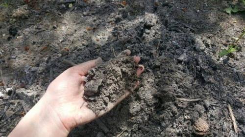 Как правильно удобрять золой. Виды подкормок золой