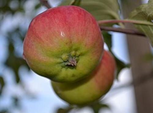 Почему яблоки внутри розовые. Пять сортов яблок с красной мякотью 01 Почему яблоки внутри розовые. Пять сортов яблок с красной мякотью 01