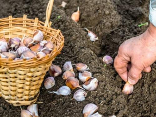 Золотые правила осенних посадок. Особенности осенней посадки плодовых культур 03 Золотые правила осенних посадок. Особенности осенней посадки плодовых культур 03