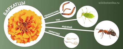 Цветы от вредителей на огороде. Бархатцы (от проволочника, нематоды, тли, муравьев)