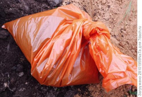 Какие растения лучше сажать в сентябре на огороде