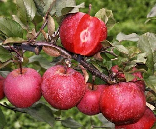 Сорт яблок с бело-розовой мякотью. Сорт яблок с розовой мякотью