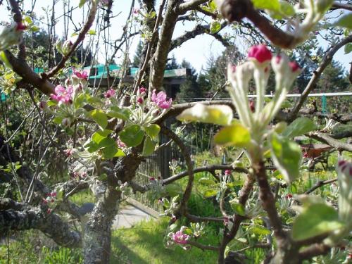 Сорт яблок с бело-розовой мякотью. Сорт яблок с розовой мякотью