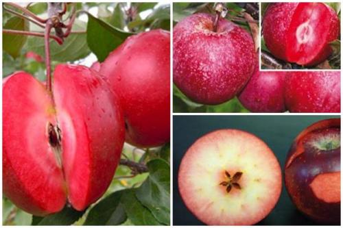 Сорт яблок с розовой мякотью. Как были выведены сорта яблонь с плодами с красной мякотью