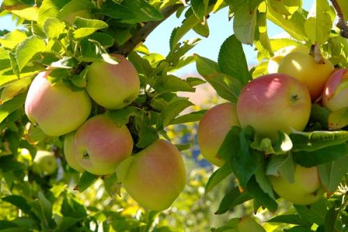 Сорт яблок с бело-розовой мякотью. Сорт яблок с розовой мякотью