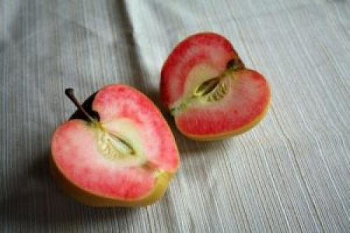 Сорт яблок с бело-розовой мякотью. Сорт яблок с розовой мякотью
