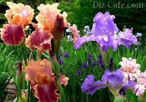 Посадка и пересадка растений осенью. Как и когда пересаживать комнатные растения осенью? 06