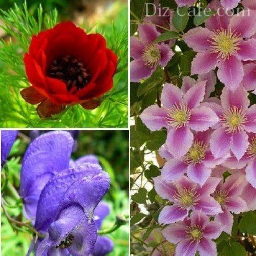 Посадка и пересадка растений осенью. Как и когда пересаживать комнатные растения осенью? 04