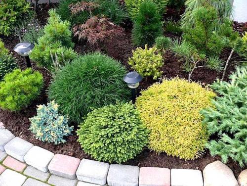 Посадка хвойных осенью. Посадка хвойных растений осенью и уход за ними: все, что нужно знать садоводу