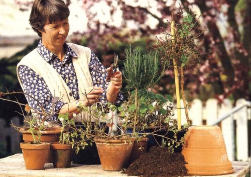 Посадка и пересадка растений осенью. Как и когда пересаживать комнатные растения осенью? 02