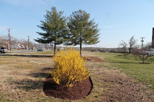 Пересадка форзиции осенью. Как правильно пересадить старые кусты форзиции