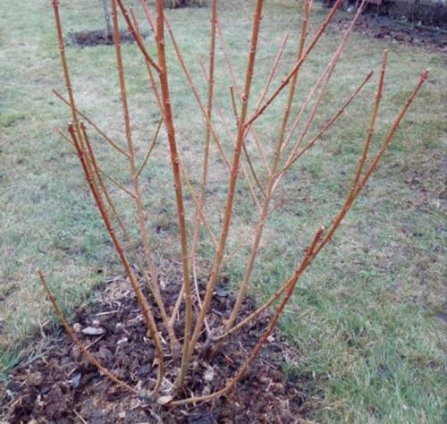 Пересадка форзиции осенью. Как правильно пересадить старые кусты форзиции