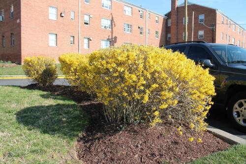 Пересадка форзиции осенью. Как правильно пересадить старые кусты форзиции