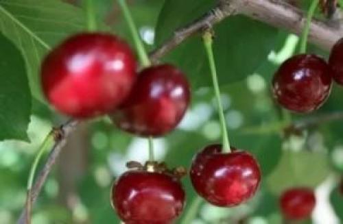 Выбор сортов вишни для Ростовской области: основные факторы и рекомендации 15 Выбор сортов вишни для Ростовской области: основные факторы и рекомендации 15