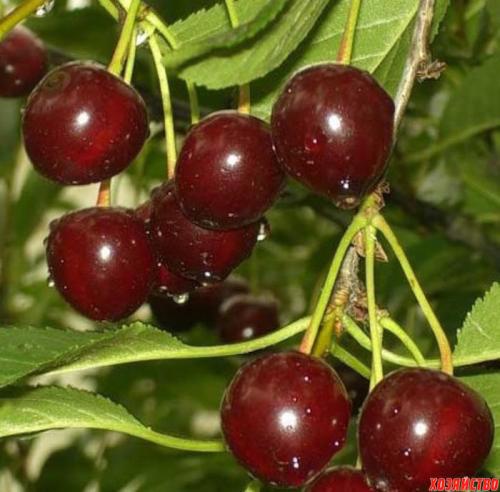Выбор сортов вишни для Ростовской области: основные факторы и рекомендации 01 Выбор сортов вишни для Ростовской области: основные факторы и рекомендации 01